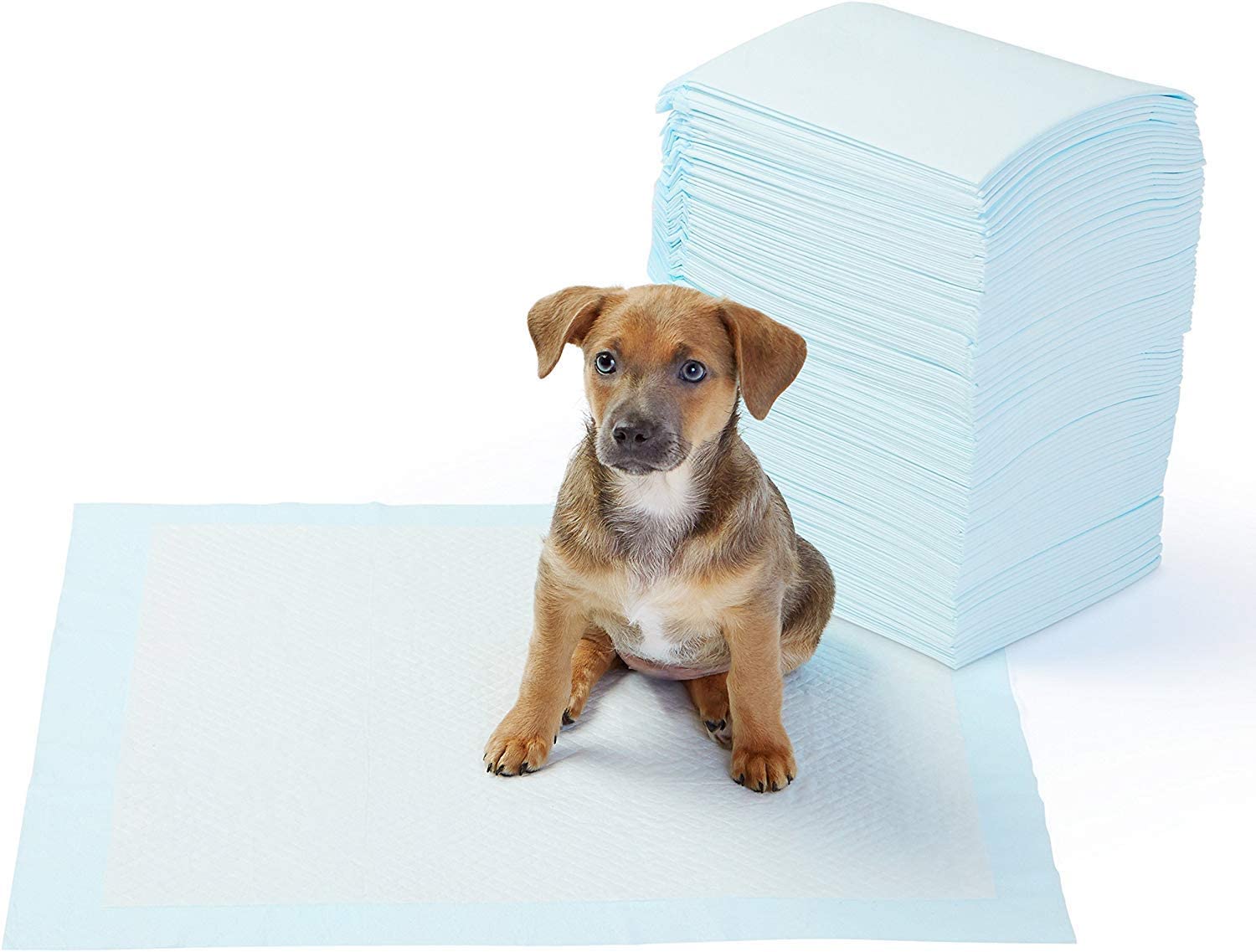AmazonBasics Dog and Puppy Potty Training Pads, Regular Absorbency